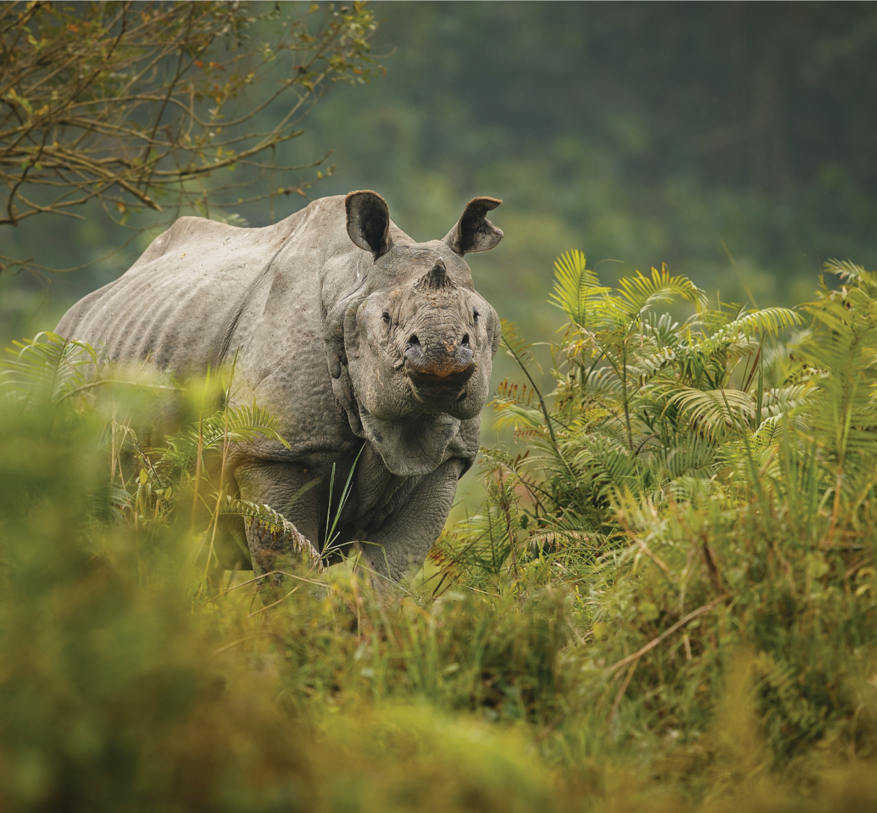 Chitwan National Park